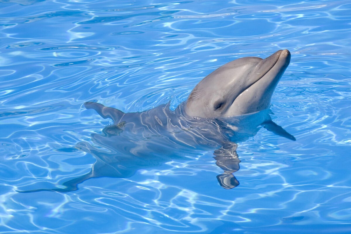 Dolphin Relaxing in Water