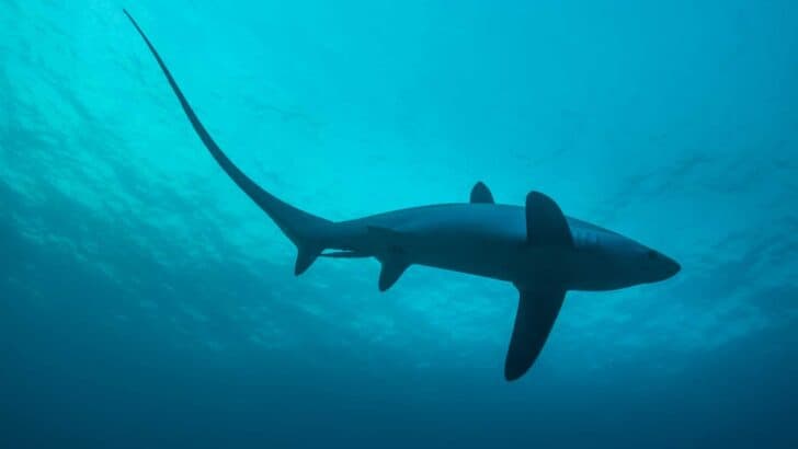 thresher shark