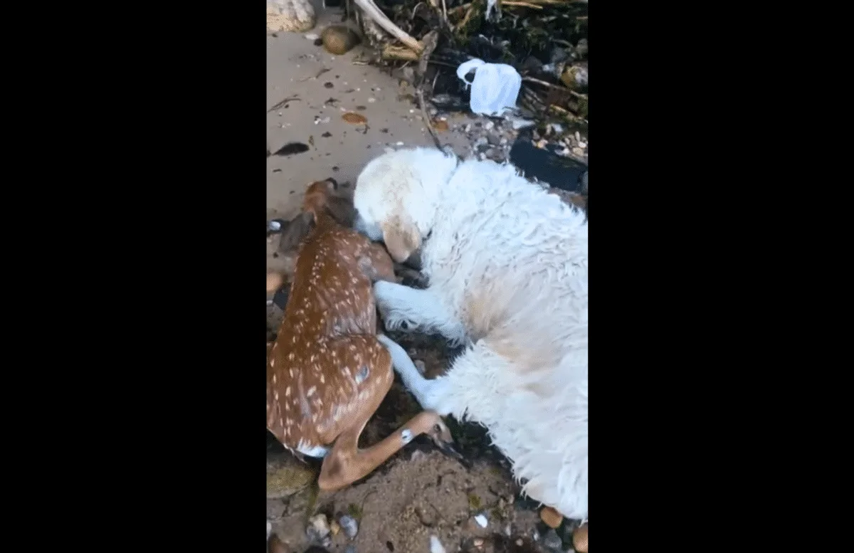 Dog Saves Drowning Deer