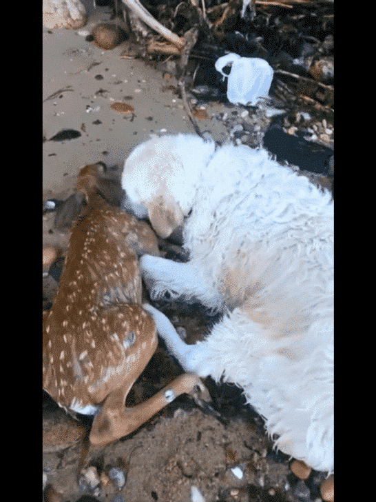 Golden Retriever Saves Baby Deer From Drowning