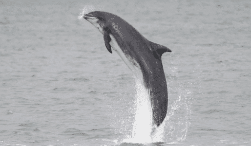 Dolphins’ Surprising Skincare Routine