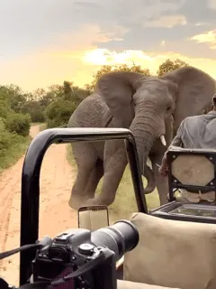 Elephant charging vehicle