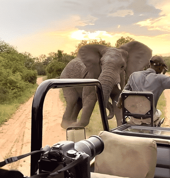 Watch: A Massive Elephant Charges a Safari Vehicle