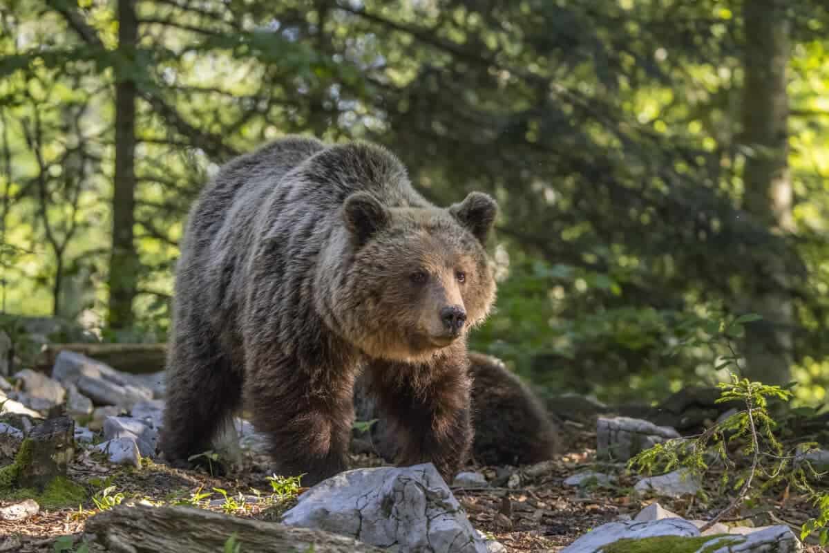 Bear walking in a forest