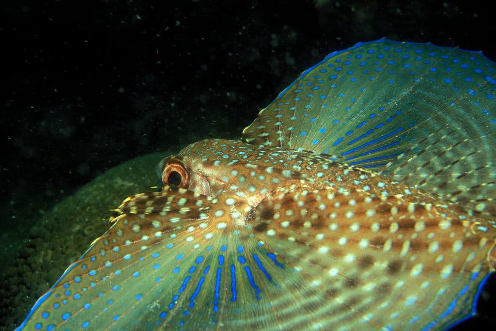 Flying Gurnard