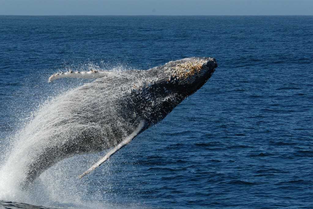 Humpback whale breaching in California