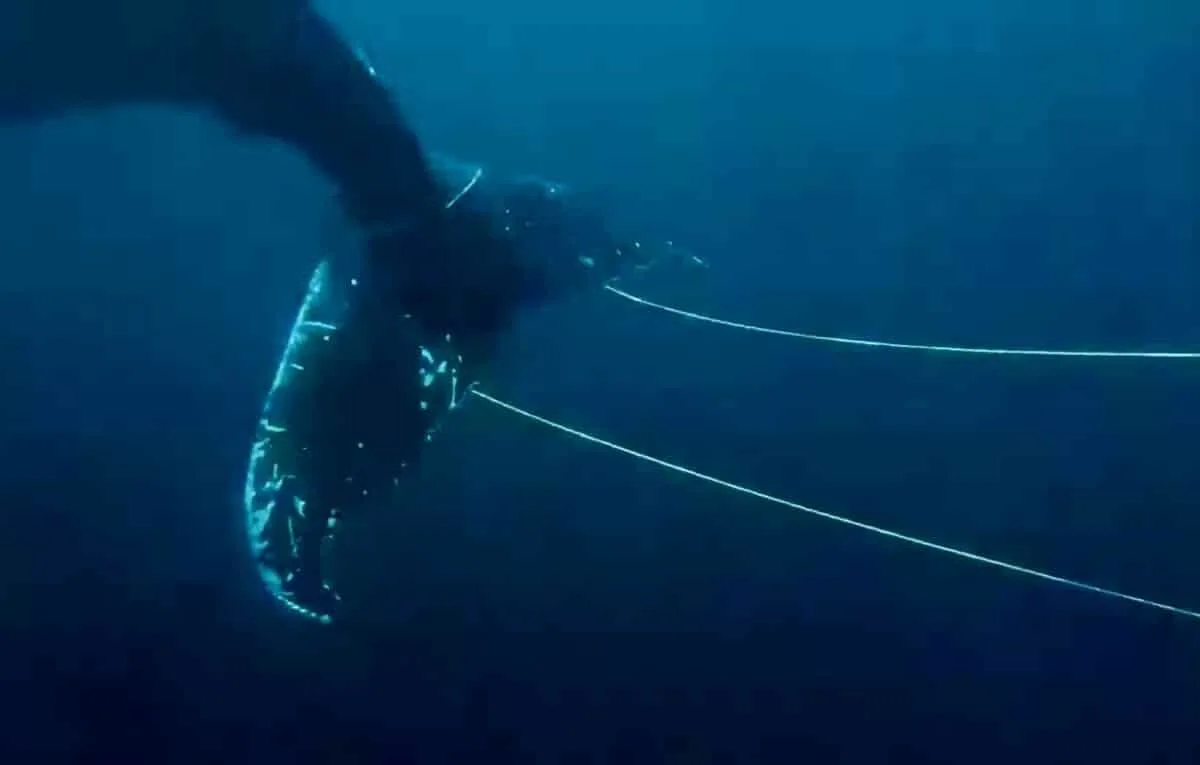 Rope with anchor connected to whale tail