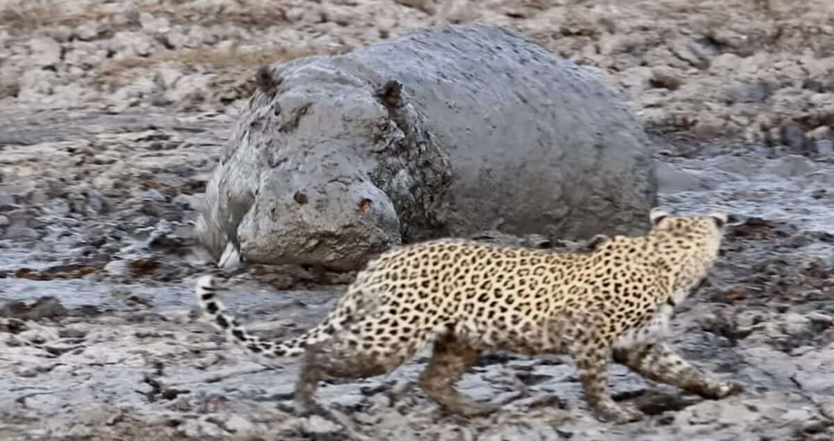 Leopard gets a fright from camouflaged hippo