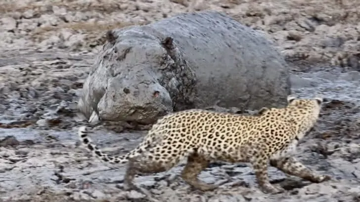 Camouflaged Hippo Gives Curious Leopard a Fright