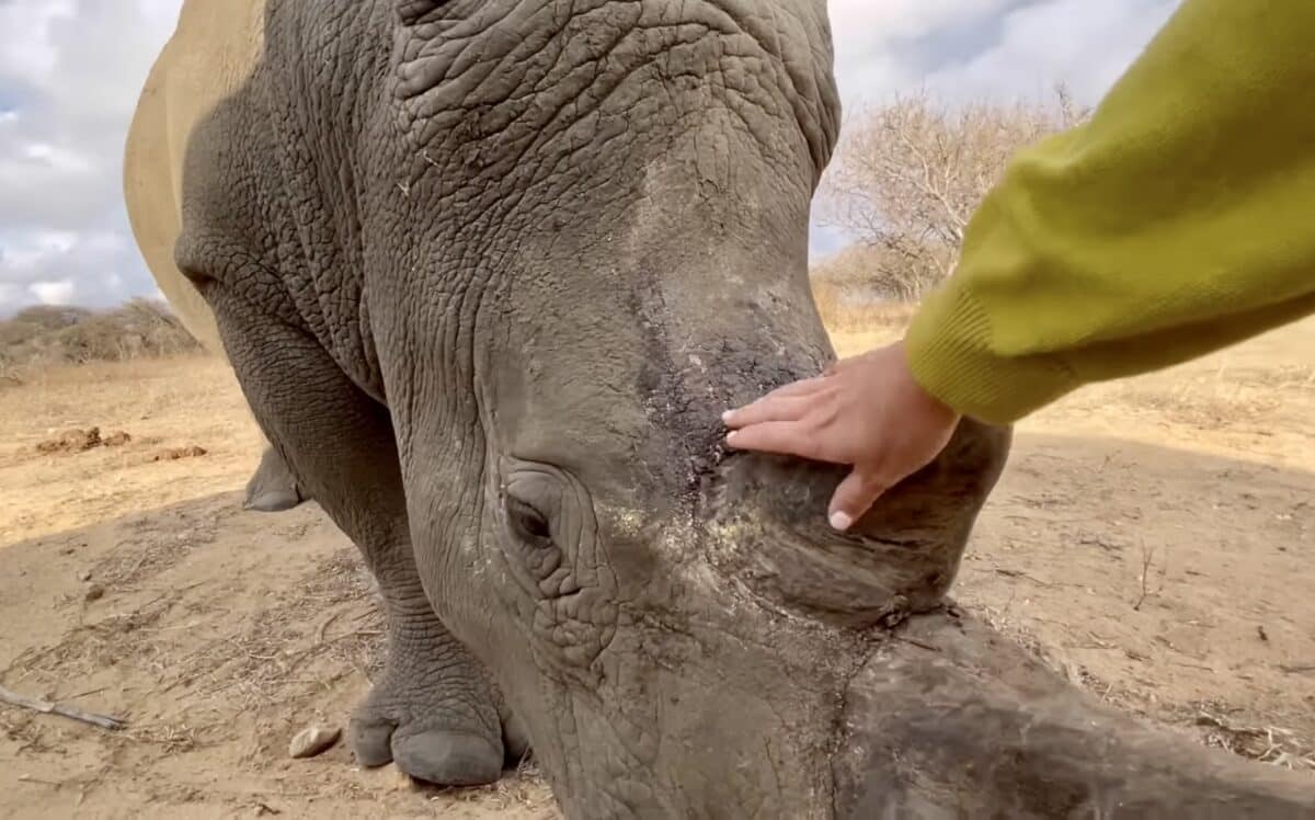 Rhino and rescuer bond