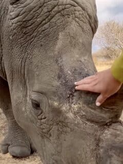 Rhino and rescuer bond