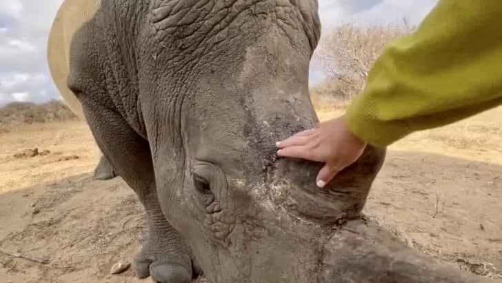A Heartfelt Reunion Uniting Rescuer and Rhino Orphan