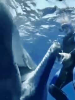 Diver removes fishing hook out of sperm whales mouth