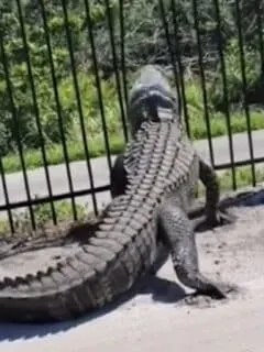 alligator bends fence