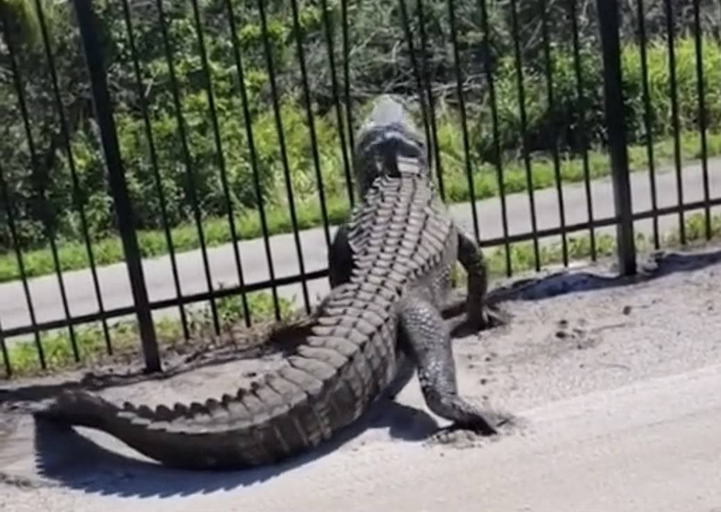 alligator bends fence