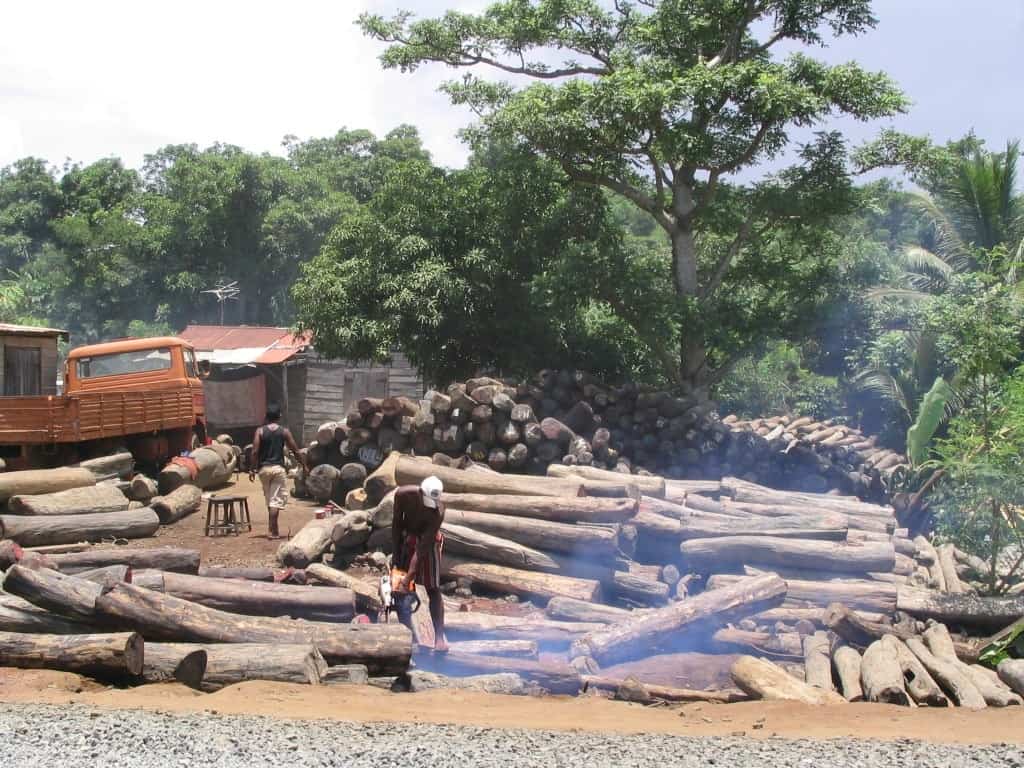 Illegal Rosewood Deforestation