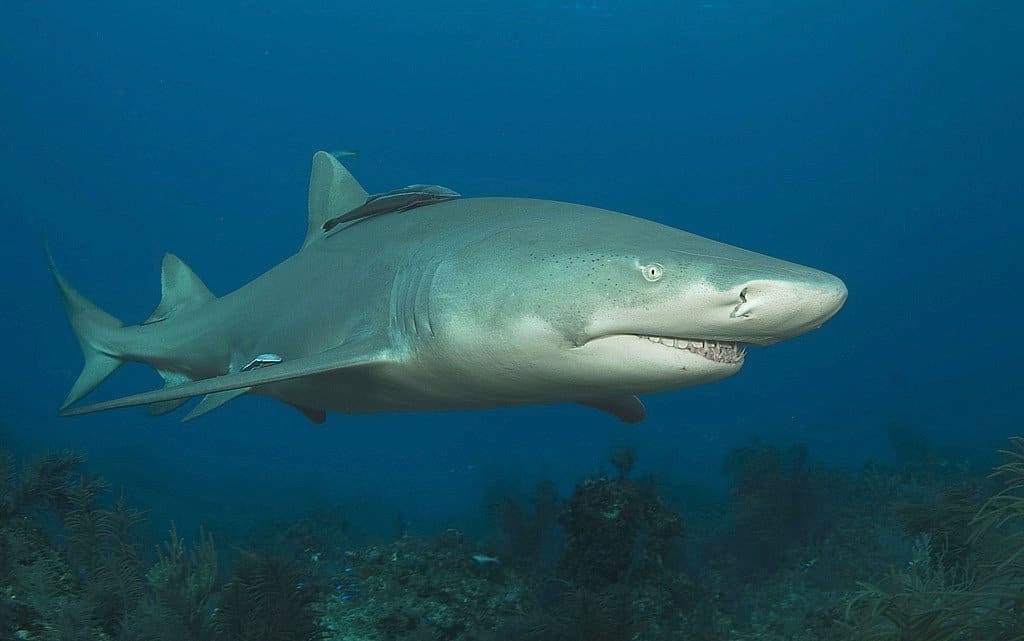 lemon shark 