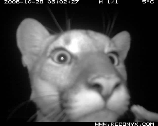 cougar