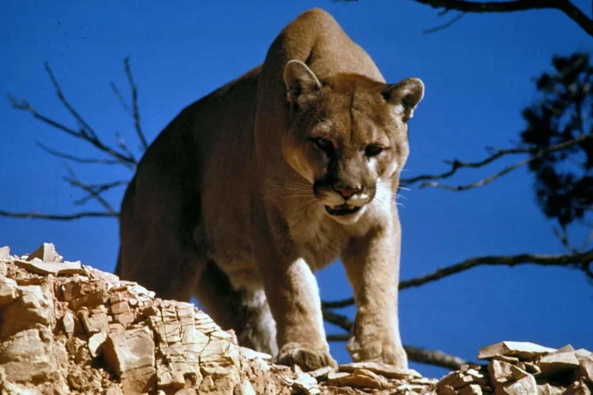 cougars