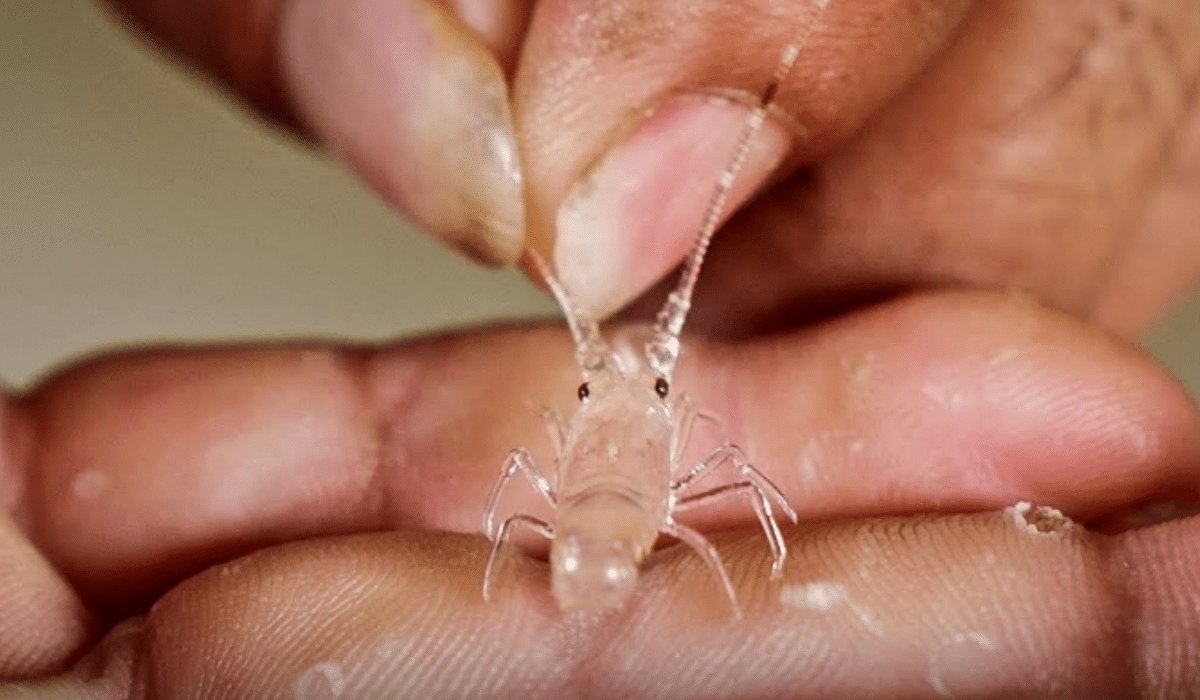 Pearl lobster larvae