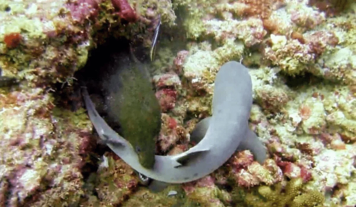 Reef shark eaten by moray eel
