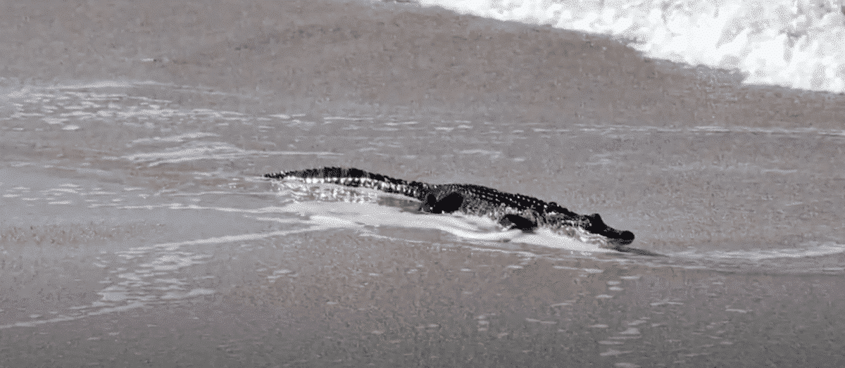 Beachgoers in Alabama were joined by an unexpected guest
