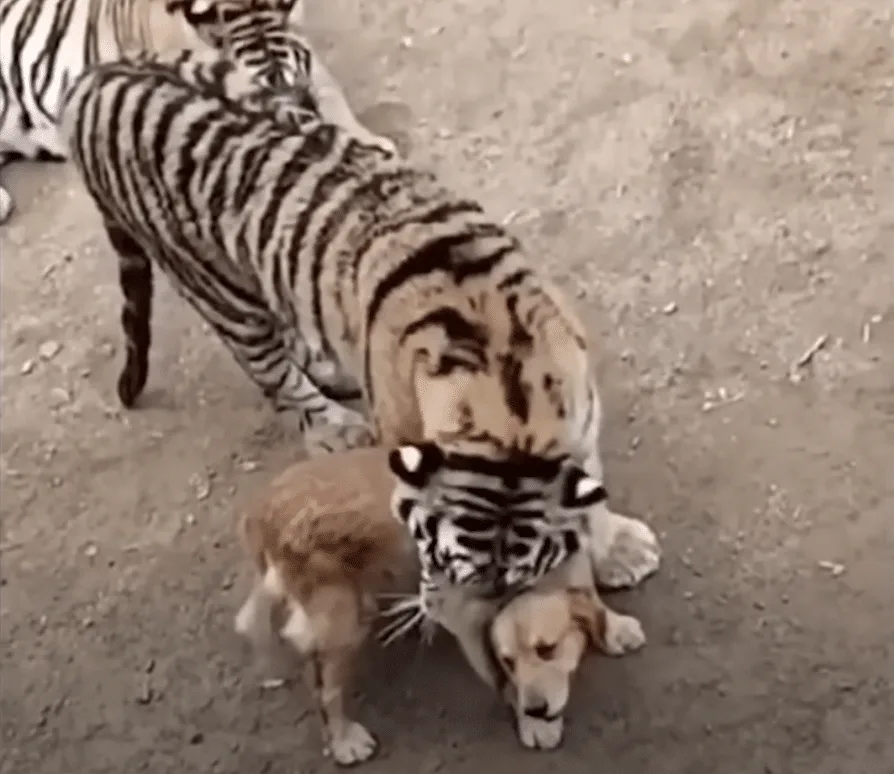Dog Raises 3 Tiger Cubs, But Years Later, Something Unexpected Happened!
