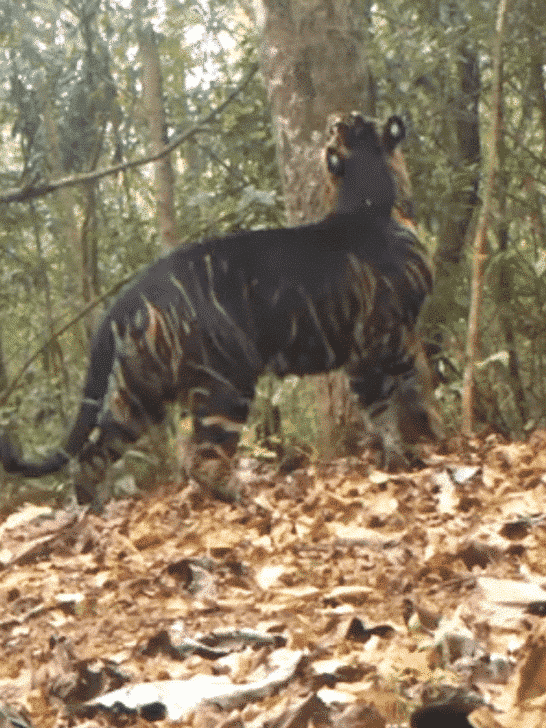 Watch: A Rare Black Tiger Sighting Caught On Camera