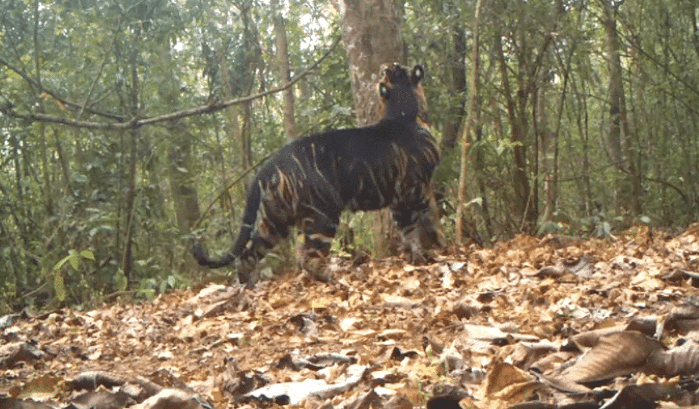 a-rare-encounter-of-a-black-tiger-marking-its-territory