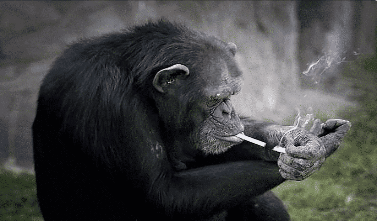 Smoking chimpanzee Azalea is the star of North Korean zoo