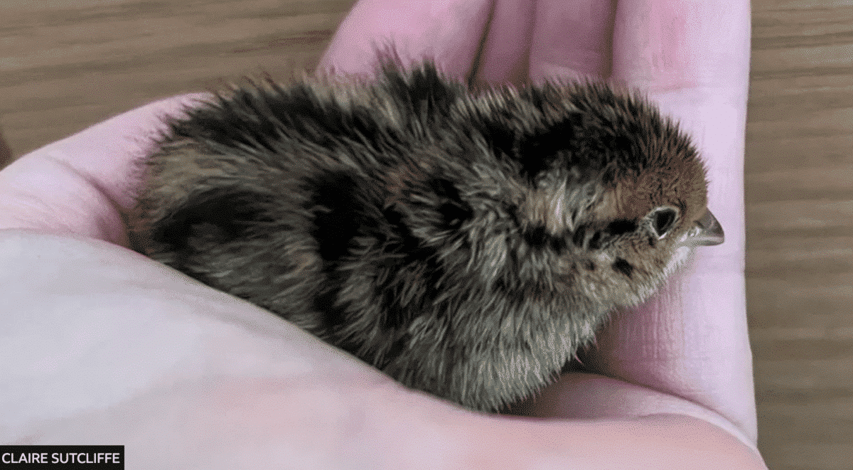 quail egg chick