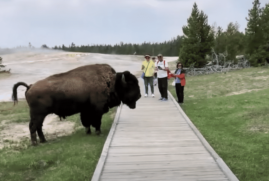 bison and tourist