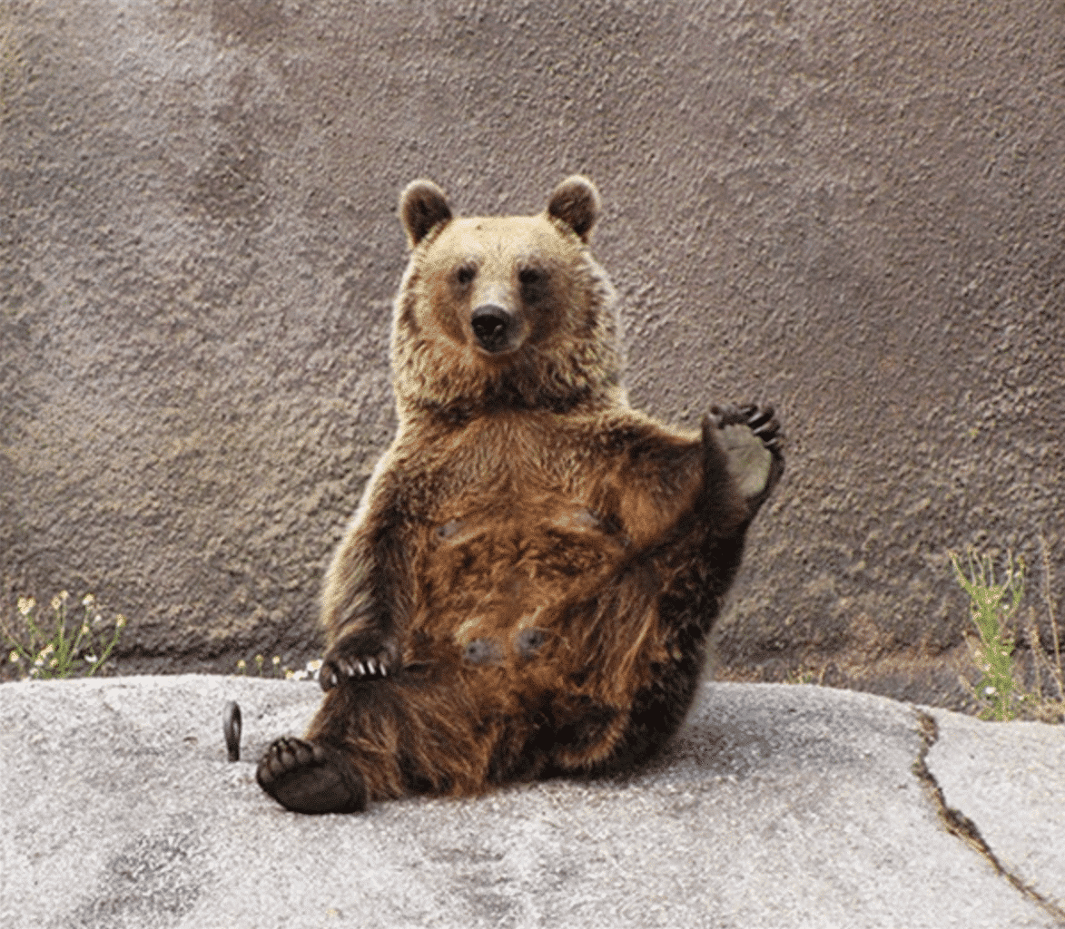 Bear does yoga