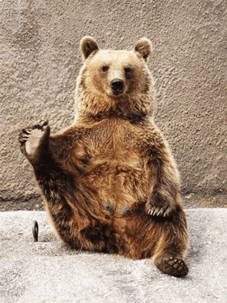 Bear does yoga