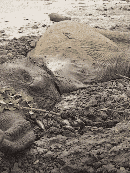 Watch As Rangers Rescue Elephants Stuck In Mud