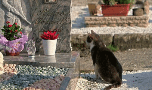 Loyal Italian Cat Brings Gifts To His Owner’s Grave Everyday