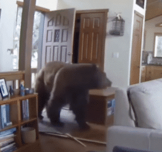 Massive Black Bear Breaks Into House