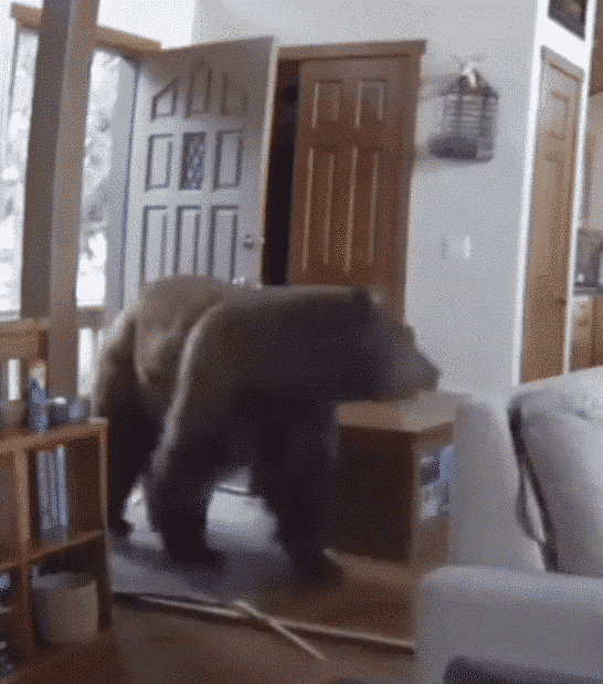Massive Black Bear Breaks Into House