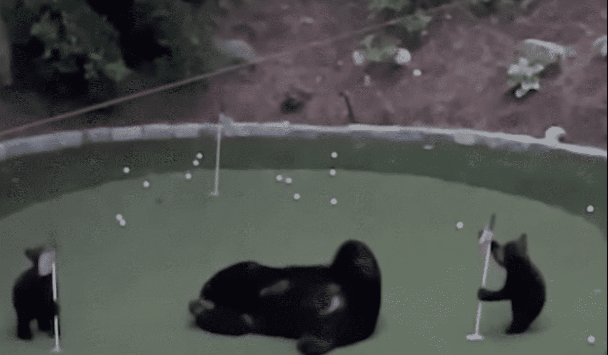 bears play on golfcourse