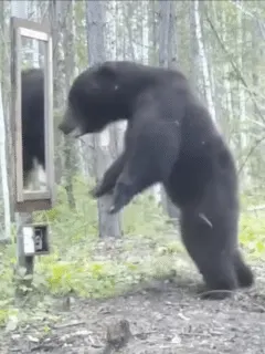 Bear sees reflection