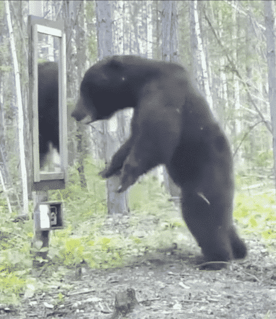 Black Bear Sees Its Reflection For The First Time