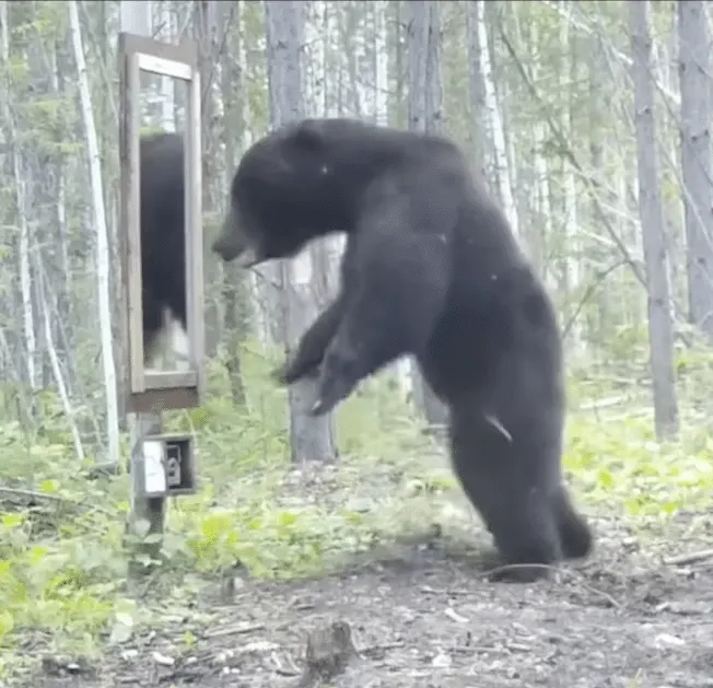 Bear sees reflection