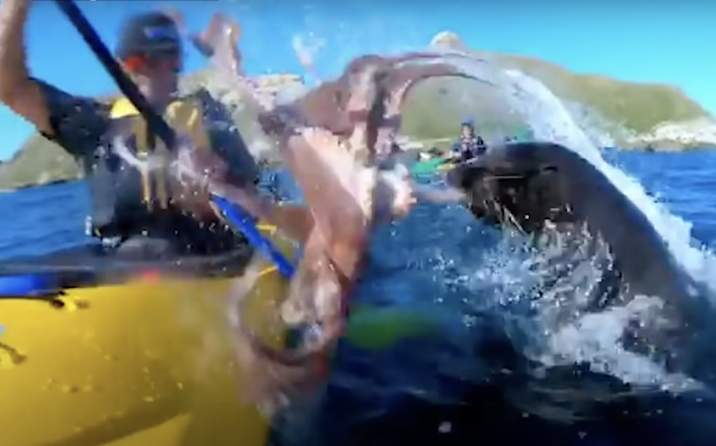 seal hits kayaker with octopus