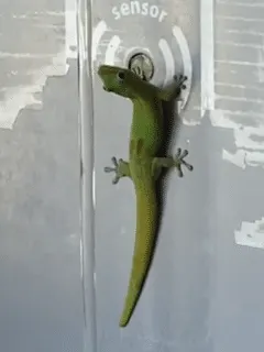 gecko drinks from fountain