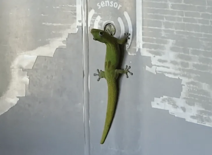 gecko drinks from fountain