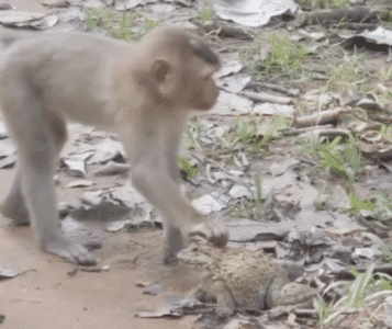 Monkeys Patting a Friendly Frog and Get a Big Fright