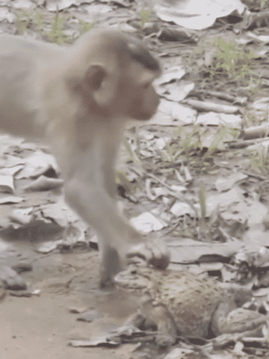 Monkeys Patting a Friendly Frog and Get a Big Fright