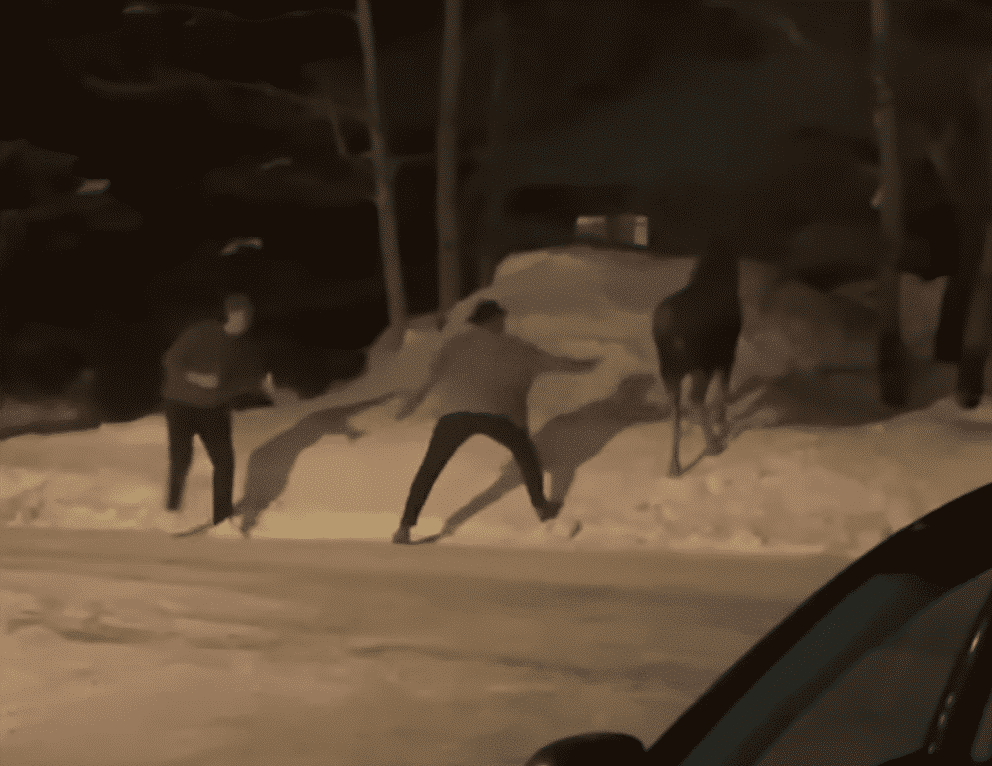 Instant Karma After Two Men Taunt Wild Moose In Montana