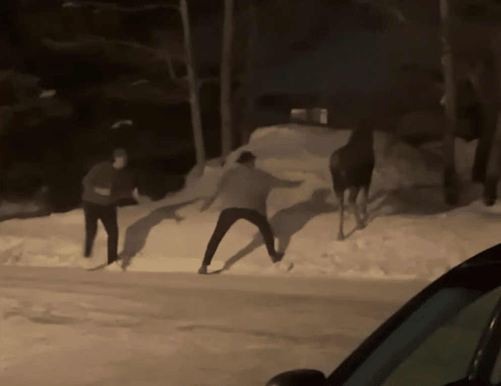 Instant Karma After Two Men Taunt Wild Moose In Montana