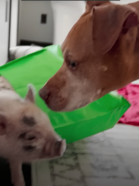 Piglet Comforts Anxious Rescue Dog